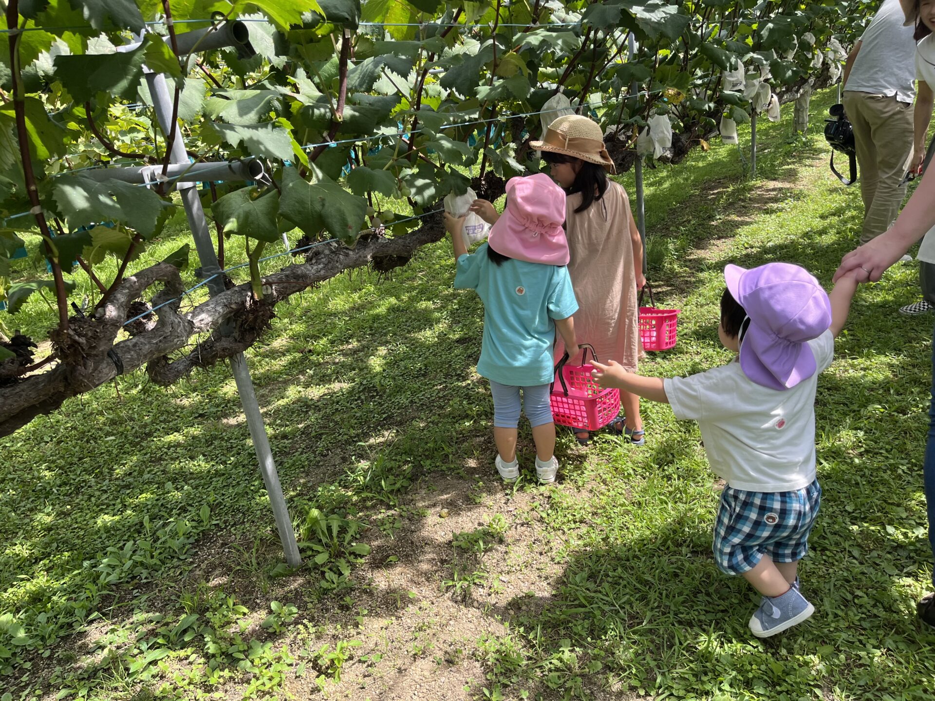 低位置に房がある