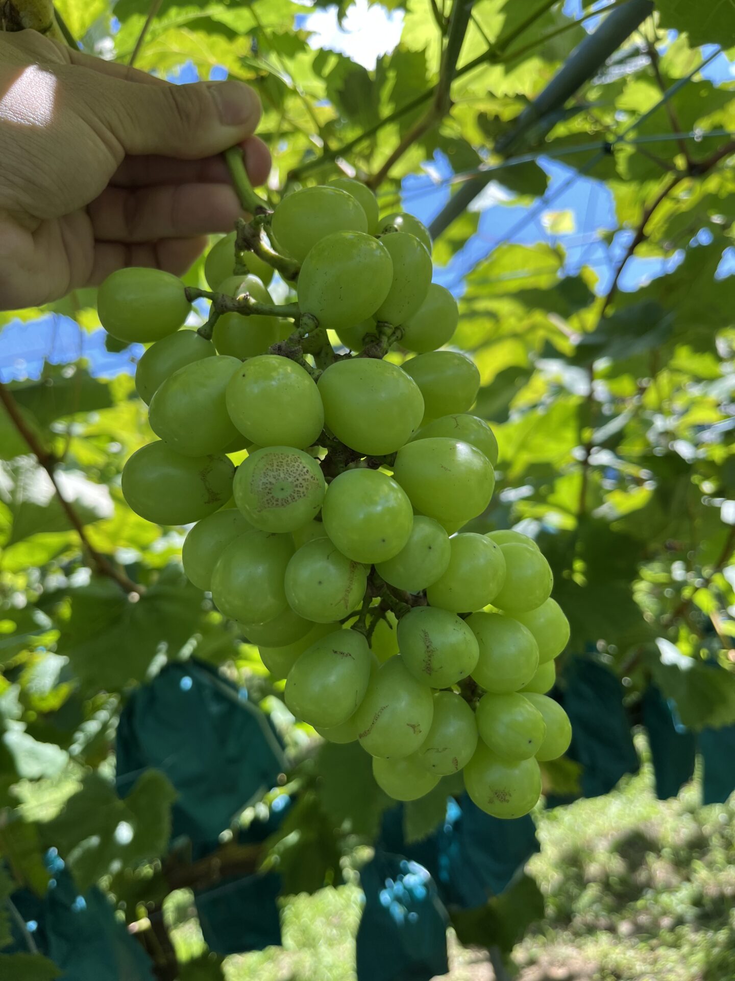 シャインマスカット